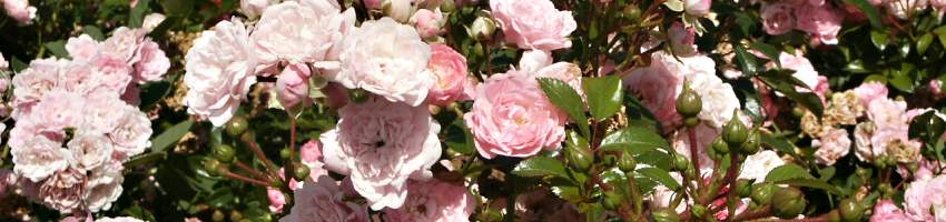 Rosa pokryvna banner2